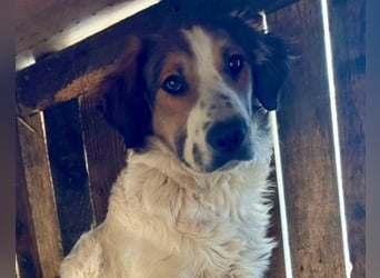 Tornjak-Mix-Jungrüde ♥Amon♥ braucht Liebe, Verständnis und Erfahrung