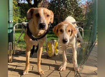 Rollihund  KRÜMEL - der fröhliche und brave Rüde träumt von einem liebevollen Zuhause!