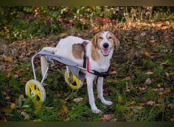 Krümel ist stolz auf seinen Rolli. Endlich kann er sich frei bewegen