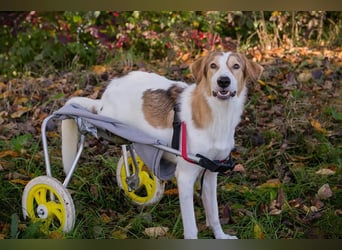 Rollihund  KRÜMEL - der fröhliche und brave Rüde träumt von einem liebevollen Zuhause!