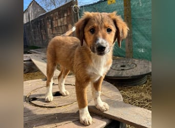 Rumi ein traumhaft lieber Welpenbub