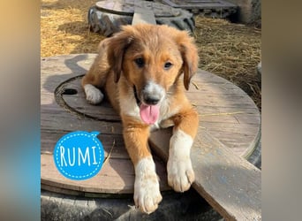 Rumi ein traumhaft lieber Welpenbub