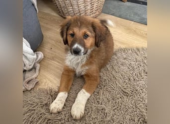 Rumi ein traumhaft lieber Welpenbub