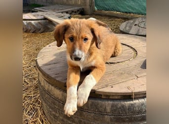 Rumi ein traumhaft lieber Welpenbub