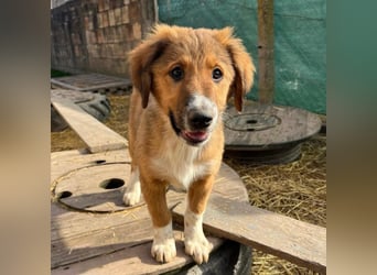 Rumi ein traumhaft lieber Welpenbub