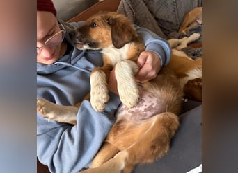 Rumi ein traumhaft lieber Welpenbub