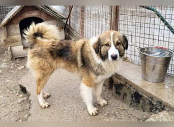 Lebensfroher Jonesy sucht Zuhause