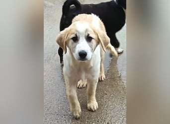 Herdi-Mix ♥ JOKO ♥ ein wahres Schätzchen