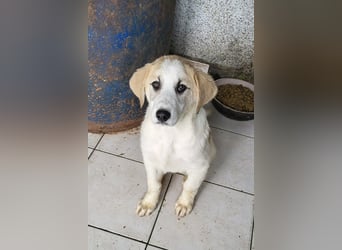 Schätzchen ♥ JOKO ♥ Herdi-Welpen-Mix