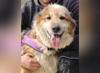 Pipi ❤️ loyale, verschmuste Hundedame!