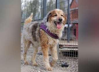 Pipi ❤️ loyale, verschmuste Hundedame!