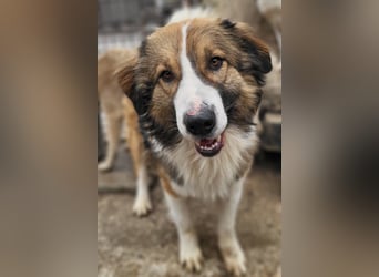 Lebensfroher Jonesy sucht Zuhause