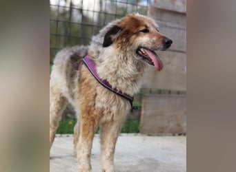 Pipi ❤️ loyale, verschmuste Hundedame!