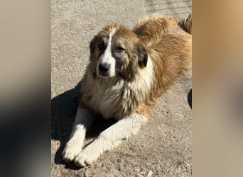 Lebensfroher Jonesy sucht Zuhause