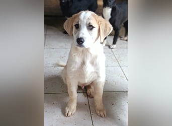 Herdi-Mix ♥ JOKO ♥ ein wahres Schätzchen