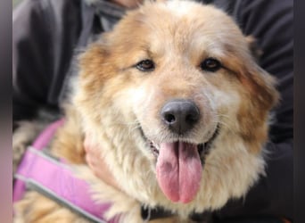 Pipi ❤️ loyale, verschmuste Hundedame!