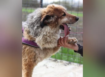 Pipi ❤️ loyale, verschmuste Hundedame!