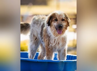 Pipi ❤️ loyale, verschmuste Hundedame!