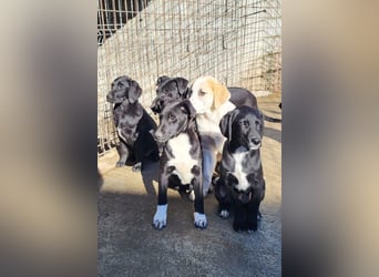 Herdi-Mix ♥ JOKO ♥ ein wahres Schätzchen