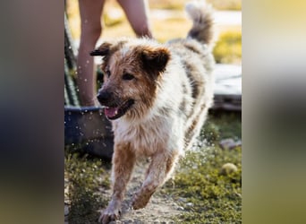 Pipi ❤️ loyale, verschmuste Hundedame!