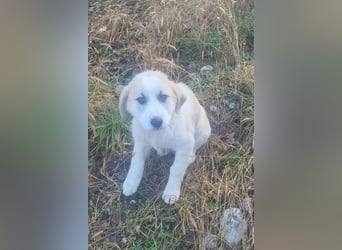 Herdi-Mix ♥ JOKO ♥ ein wahres Schätzchen