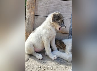 Welpin ♥ Liv-Marie ♥ süßes aktives Pfotenherz