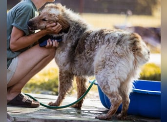 Pipi ❤️ loyale, verschmuste Hundedame!