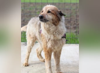 Pipi ❤️ loyale, verschmuste Hundedame!