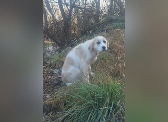 Herdi-Mix ♥ JOKO ♥ ein wahres Schätzchen