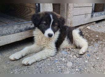 Sonnenschein ♥Amy♥ herzliche Tornjak-Mix-Welpin