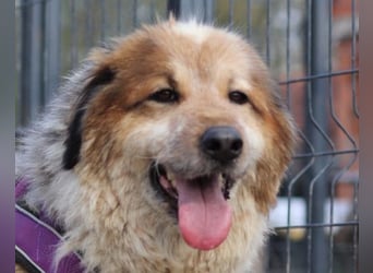 Pipi ❤️ loyale, verschmuste Hundedame!