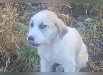 Herdi-Mix ♥ JOKO ♥ ein wahres Schätzchen