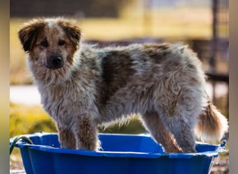 Pipi ❤️ loyale, verschmuste Hundedame!