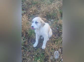 Herdi-Mix ♥ JOKO ♥ ein wahres Schätzchen