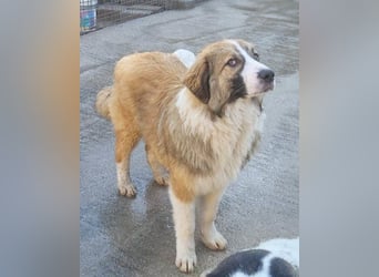 Lebensfroher Jonesy sucht Zuhause