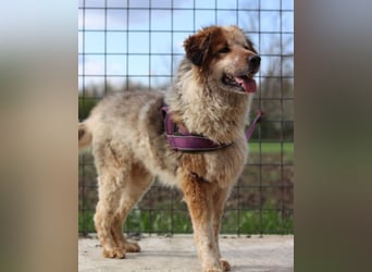 Pipi ❤️ loyale, verschmuste Hundedame!