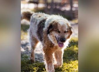 Pipi ❤️ loyale, verschmuste Hundedame!