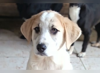 Schätzchen ♥ JOKO ♥ Herdi-Welpen-Mix