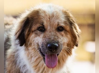 Pipi ❤️ loyale, verschmuste Hundedame!