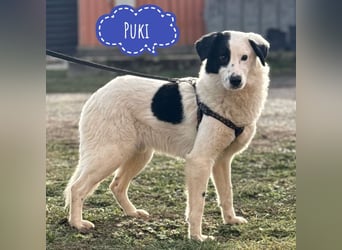 Puki eine gebrochene Seele