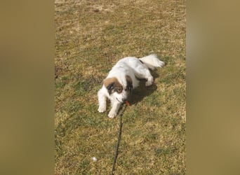 Schlauer Herdenschutzhund Mischling Po sucht seine Menschen