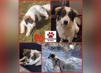 Schlauer Herdenschutzhund Mischling Po sucht seine Menschen