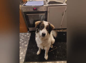 Schlauer Herdenschutzhund Mischling Po sucht seine Menschen