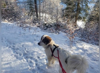 Schlauer Herdenschutzhund Mischling Po sucht seine Menschen