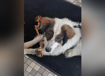 Schlauer Herdenschutzhund Mischling Po sucht seine Menschen