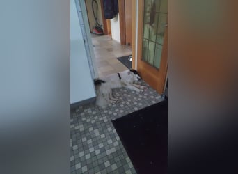 Schlauer Herdenschutzhund Mischling Po sucht seine Menschen