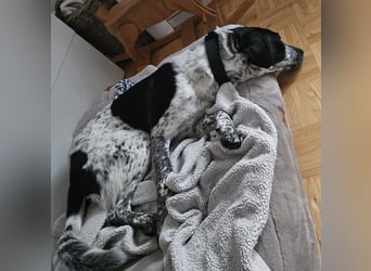 Liebevoller BOBI sucht sein Zuhause ❤️