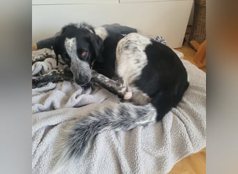 Liebevoller BOBI sucht sein Zuhause ❤️