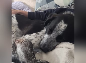 Liebevoller BOBI sucht sein Zuhause ❤️