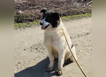 Melly ein Traumwesen